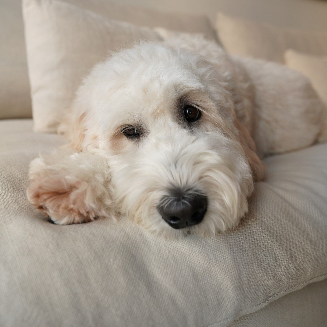 white dog on a sofa