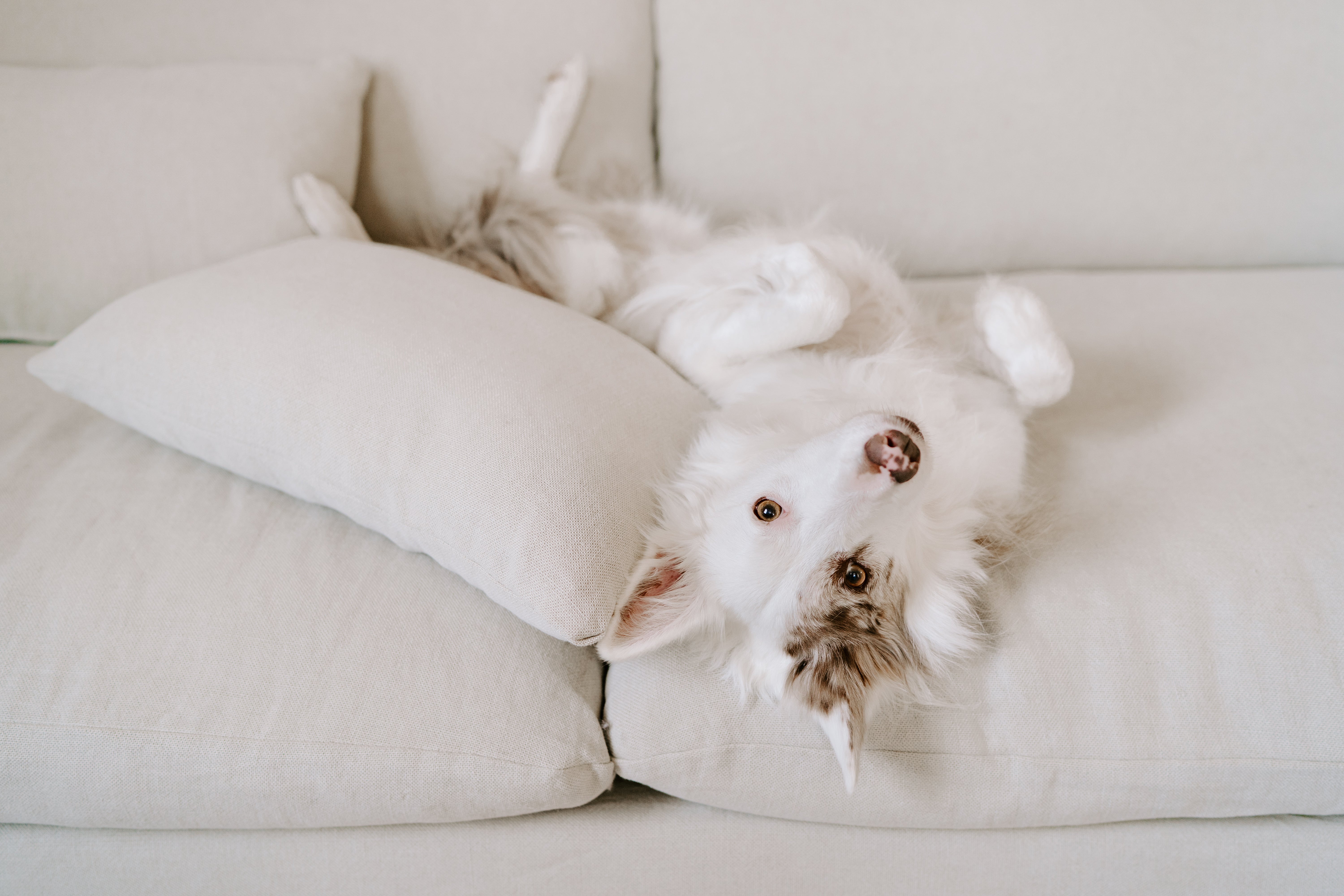 The best fabric for your pet.